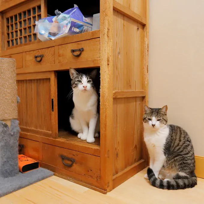 「お寺と保護猫活動は相性がよい」猫も人も平等に大切な命として共存を目指す「こちねこ」の活動|ねこのきもちWEB MAGAZINE  