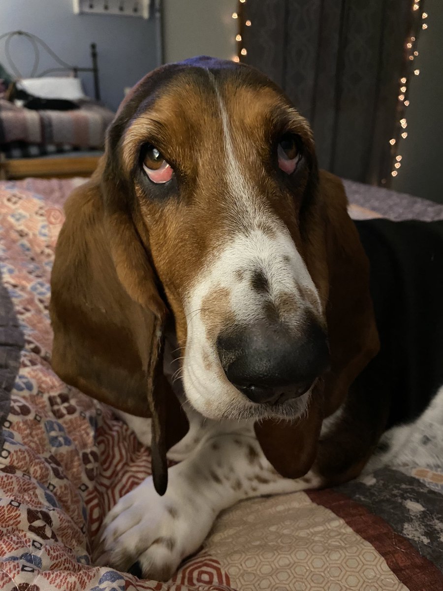 NRiethman's tweet photo. @Chewy https://t.co/yjADfHYaRN