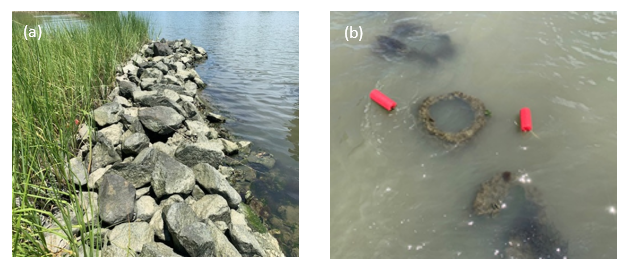 🚨Our new paper on the efficiency of #livingshorelines in wave attenuation is out: bit.ly/3DiAXlp. 
Kudos to Alexa Leone, a former @NSF-REU student at @ODU_OES, for working with me on this persistently and enthusiastically (1/n)
