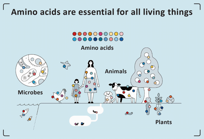 livegood.com/essentialAminos
#Amino #acids are #organic #compounds that #contain both amino and #carboxylic acid #functional groups. Although #hundreds of amino acids #exist in #nature, by far the most #important are the #alpha-amino acids, which #comprise #proteins.
