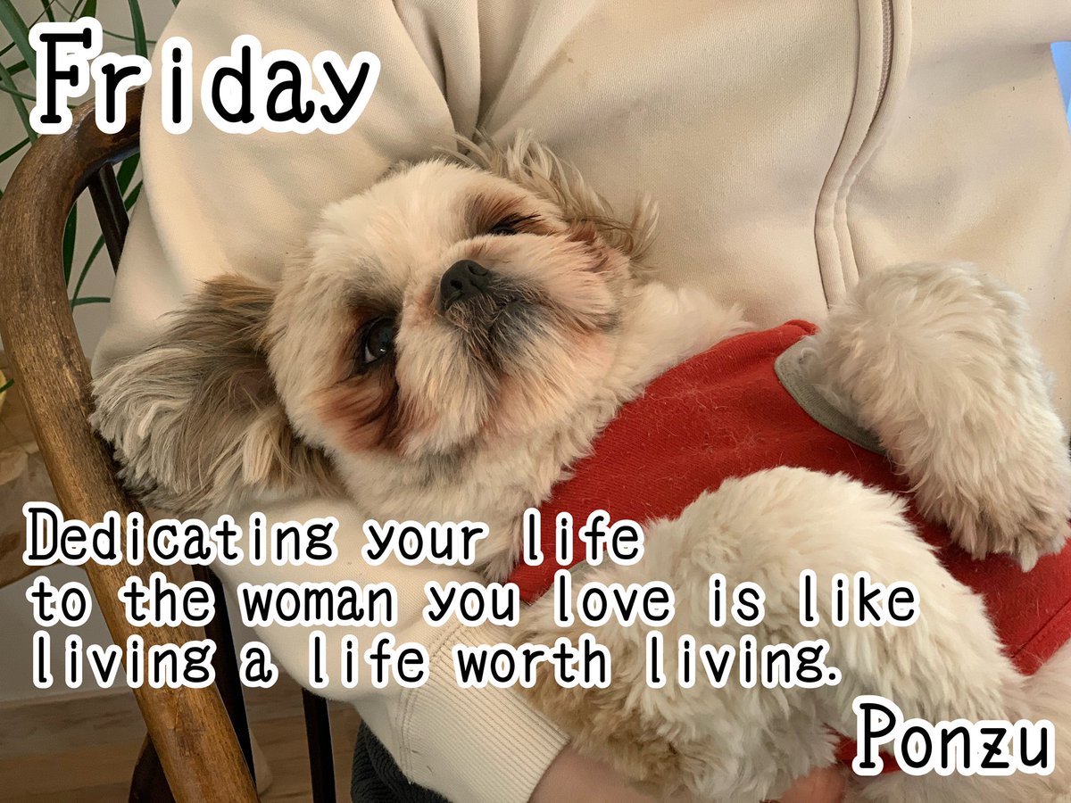 waonstagram's tweet photo. 🌞Hello friends🦎
The present is important.
But Pons, who knows that there is nothing better than to be able to smile in your final moments, will be here on Friday to let you know.
https://t.co/Gy2rZxk0UQ
#hightest
#shihtzu
#NFT https://t.co/uCKriSJRu3
