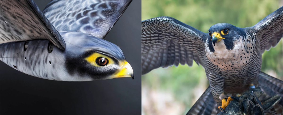 Fact_Not_Theory's tweet photo. Which one do you think is sporting the best costume? 🤔
#birdsarefake #birdsaredrones https://t.co/kaG0Az9BCb
