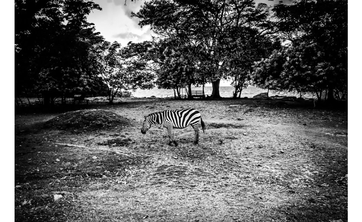 TWFFofficial's tweet photo. Happy International Zebra Day ๐ฆ
๐ท: "Haven" (2014) by Julian Lennon
View on Artsy: https://t.co/S5aiJZsVqU
#zebra #internationalzebraday #biodiversity #wildlife #julianlennon #fineartphotography #photography #thewhitefeatherfoundation #twff #conservelife https://t.co/xsIp5LXra5