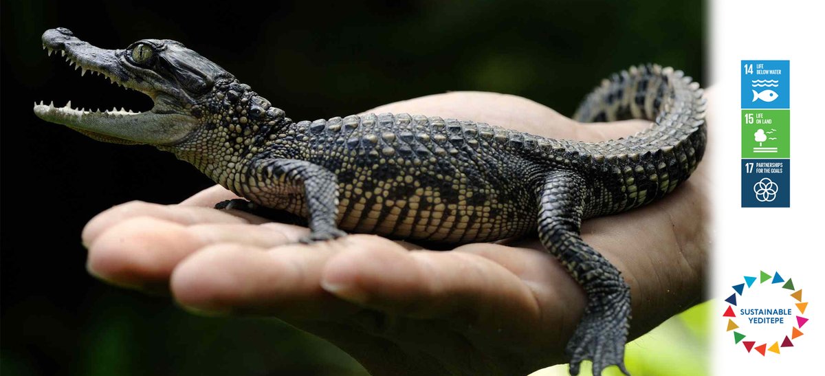 Bir zamanlar yok oldukları düşünülen vahşi Siyam Timsahlarının sayısı, önemli koruma çabalarının yardımıyla her geçen gün artıyor;
msn.com/en-us/lifestyl…
<a href="/YeditepeUni/">YeditepeÜniversitesi</a> #endangered