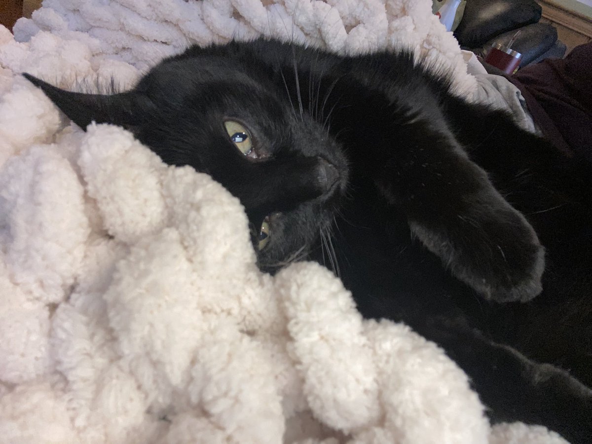 HochmanJennifer's tweet photo. @Chewy https://t.co/XlAZ8Bw42M