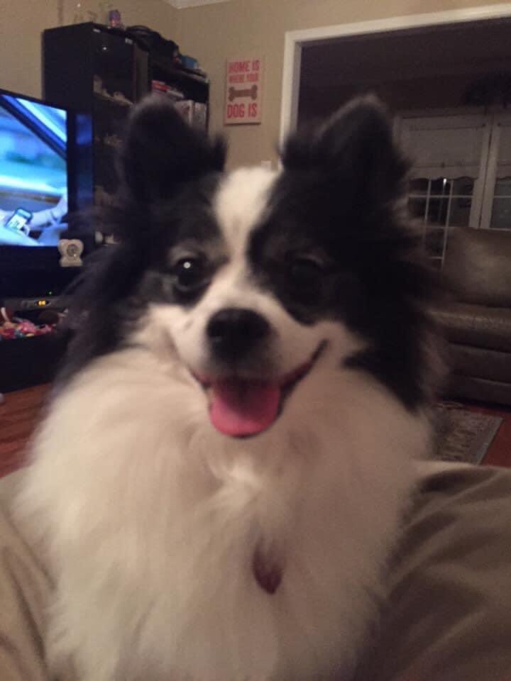 Lexiedew's tweet photo. My sweet sisfur Oreo Lollie went OTRB on Tuesday. We are all heartbroken 🌈💔 https://t.co/64k83bEJIF