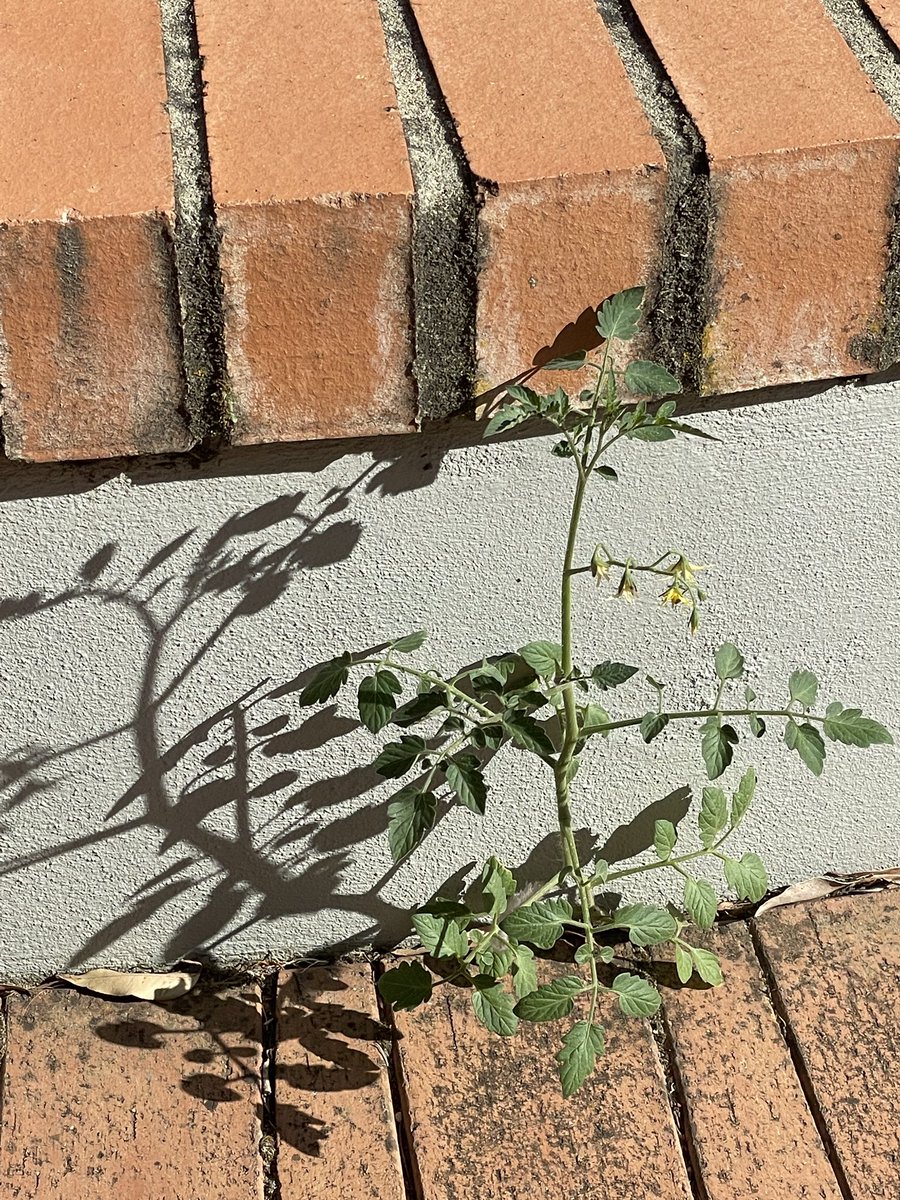 mattoman71's tweet image. Back to school tomatoes…that shouldn’t be there😬🍅🍅🥫#aussieED #WAedConnect