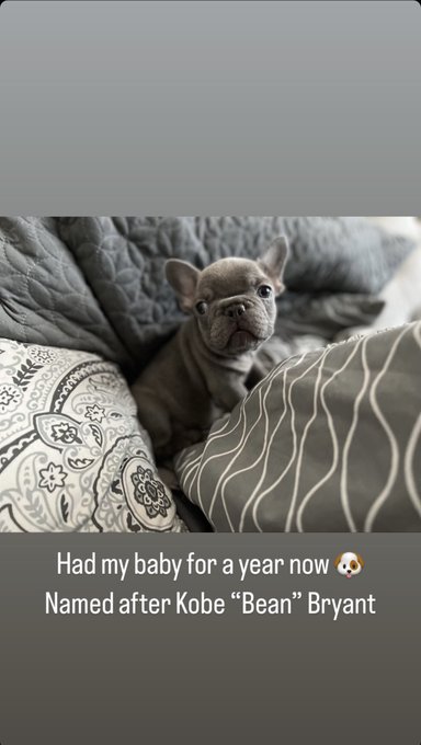 Everybody saaaay HAPPY BIRTHDAY BEAN! 🥳 #Frenchie  #KobeBryant https://t.co/F9EETrnaGx<a href="/tag/frenchie"class="tags">#Frenchie</a><a href="/tag/kobebryant"class="tags"><span>#kobebryant</span></a>