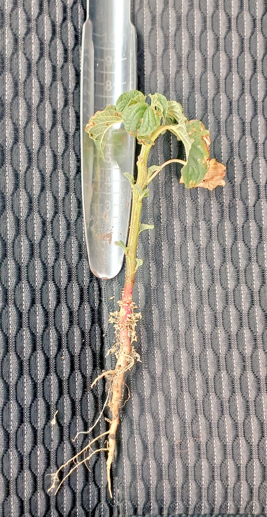 Decir que la maleza (en este caso Amaranthus) debe tener menos de 10 cm para su correcto control químico es a veces insuficiente. Aplicado con 1,2 L/ha de Fomesafen, a este Amaranthus de 7,5 cm, rustificado x la seca, no le hizo nada a los 5 DDA.