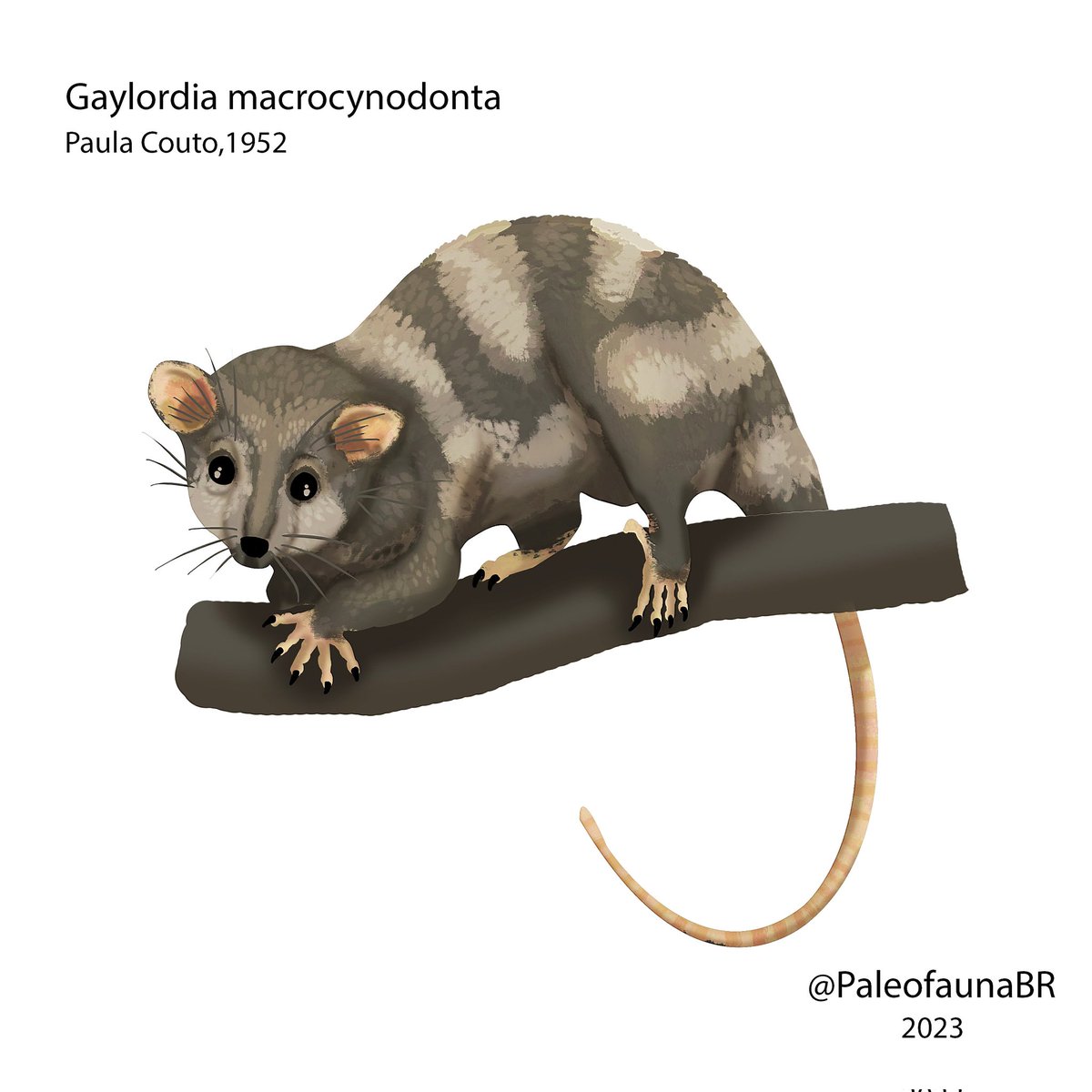 A pedido do <a href="/MrMiguelitus217/">Mr. Miguelituz</a> uma ilustração de um dos mais notáveis marsupiais pré históricos brasileiros.

#dinosaur #dinossauros #dinosaurio #paleo #sciart #paleoarte #paleoart #paleontology #paleontologia #science #ciencia #art #arte #illustration #ilustração #gaylordia