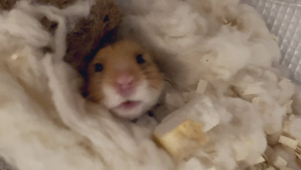 mochimalu_co_jp's tweet photo. やぁみんな🐹❗️
ツイッターでのお話は久しぶりかな？？
最近朝さむすぎて全く起きれないやっ♪いつもだけど⭐︎へへん♪
朝、寒い中無理やり起きることは体のストレスがすごいらしいからみんなも気をつけて暖かくして起きてねっ⭐️

#ハムスター　#もちまる　#寒い https://t.co/uFMoQNSQoa