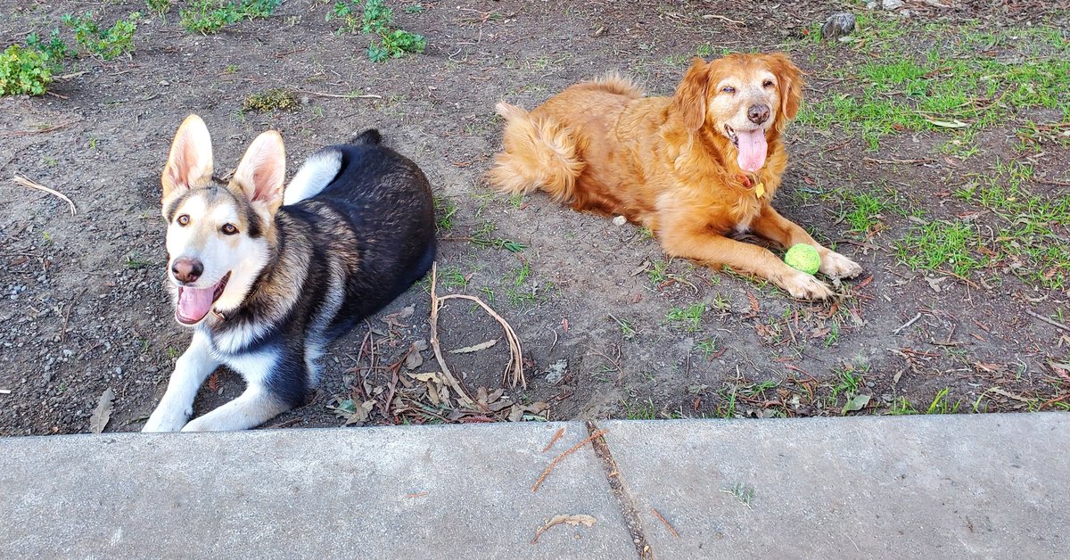 'Daddy threw the ball for us!' -Wolfgang and Ginger

#dogs #dogslover #germanshepard #goldenretrieveroftheday #germanshepherdsofig #goldenretrieversofinstagram #germanshepherdsonline #goldenretrieverlovers