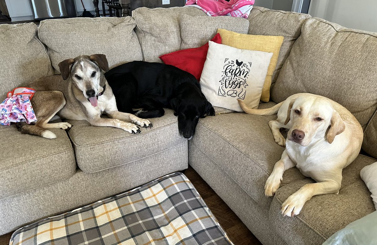 ChrisNealTHD's tweet image. Zoom in on Lucy’s face to see how she feels about the other two going out without a leash and she can’t because she chases chickens… #firstworlddogproblems