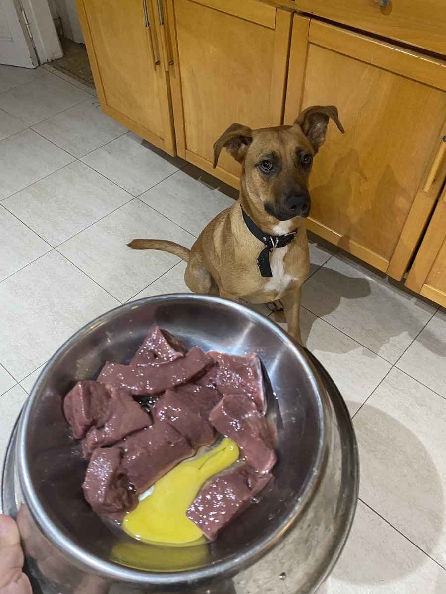 AbrilStrada's tweet photo. una ENORME muestra de amor hacia mi perro es ser vegetariana pero igual tocar un pedazo de carne sangriento y cortarlo para ver esa carita https://t.co/OOzt7yJzZP