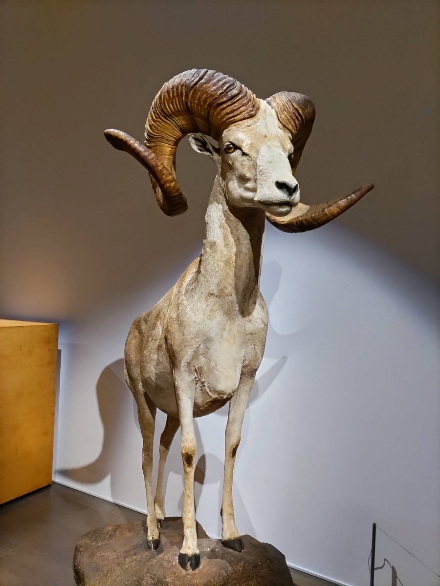 museum_kahaku's tweet photo. ／
🦓＃WHOAREWE展🦌
いよいよ本日から開幕！
＼

巡回展「WHO ARE WE　観察と発見の生物学」が #金沢21世紀美術館 （@Kanazawa_21）で本日開幕しました🎊
金沢では連日雪が降っているので、お気をつけてお越しください！⛄
2月8日（水）まで開催中です✨

🔽詳細はこちら
https://t.co/3AuMISzoDf https://t.co/7l0nRh5evT