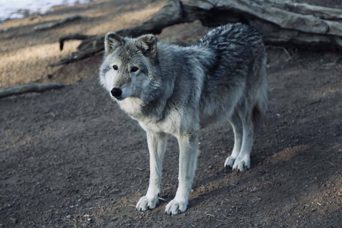 Don't worry if you missed yesterdays public speaking opportunity on the draft wolf reintroduction plan. You can submit written comments online at any time. 
You can also comment on CPW's social media pages. 
#wolf #education #preservation #savewolves #wild #colorado