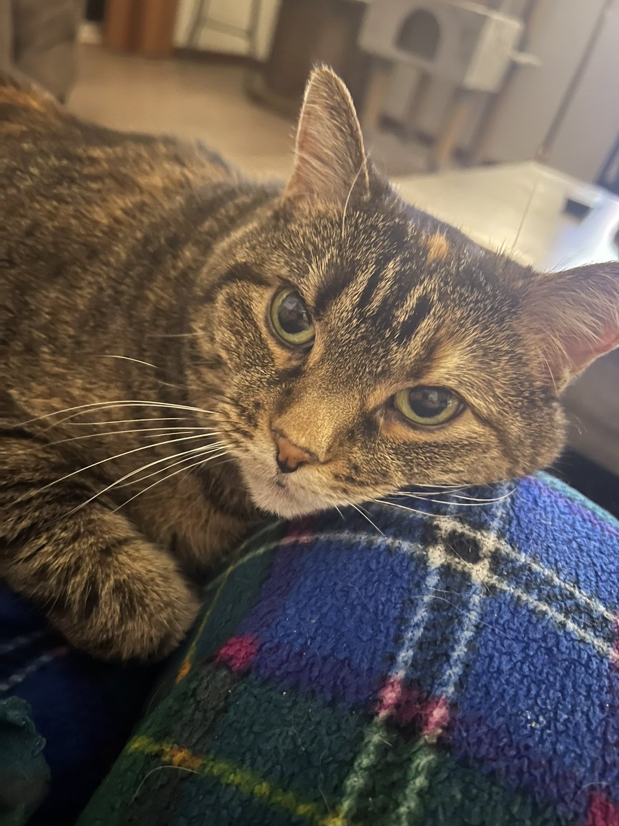 GreekFreek124's tweet photo. @Chewy https://t.co/9ptHlSgrgB