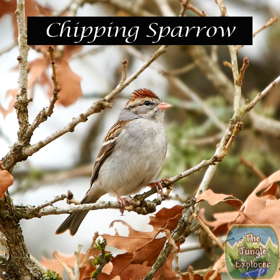 TheJungleExplo1's tweet photo. Bird of the Day!

Chipping Sparrow

https://t.co/Ex7awtZq1d
https://t.co/EfZFcWwlNU
https://t.co/3YvDVYpZd7
https://t.co/zUntk5Tgex

#nature #naturephotography #wildlifephotography #birds #birdingphotography #birding #jungleexplorer #thejungleexplorer #Texas https://t.co/pYBE2AhEc9
