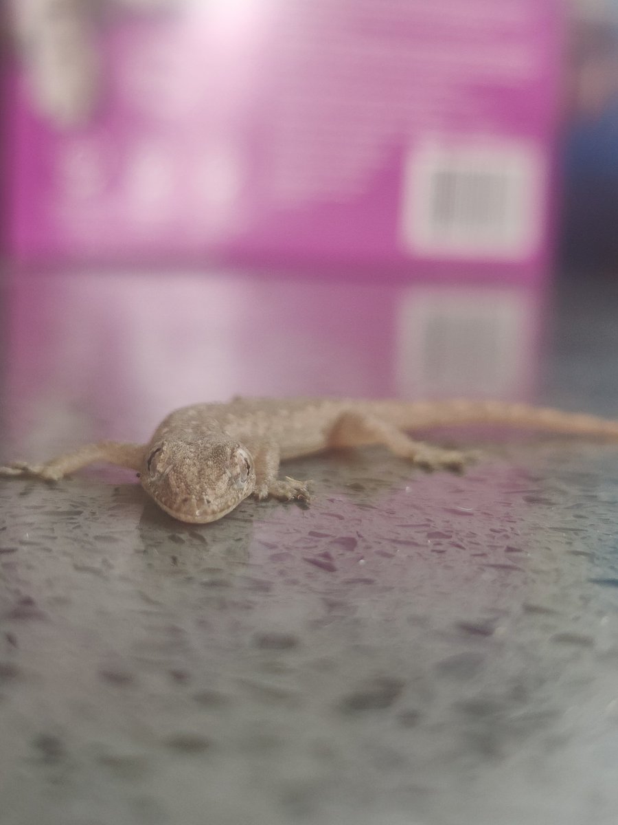 Freekoi's tweet photo. Gecko in the kitchen, what will he cook? https://t.co/8r1rAFTtQD
