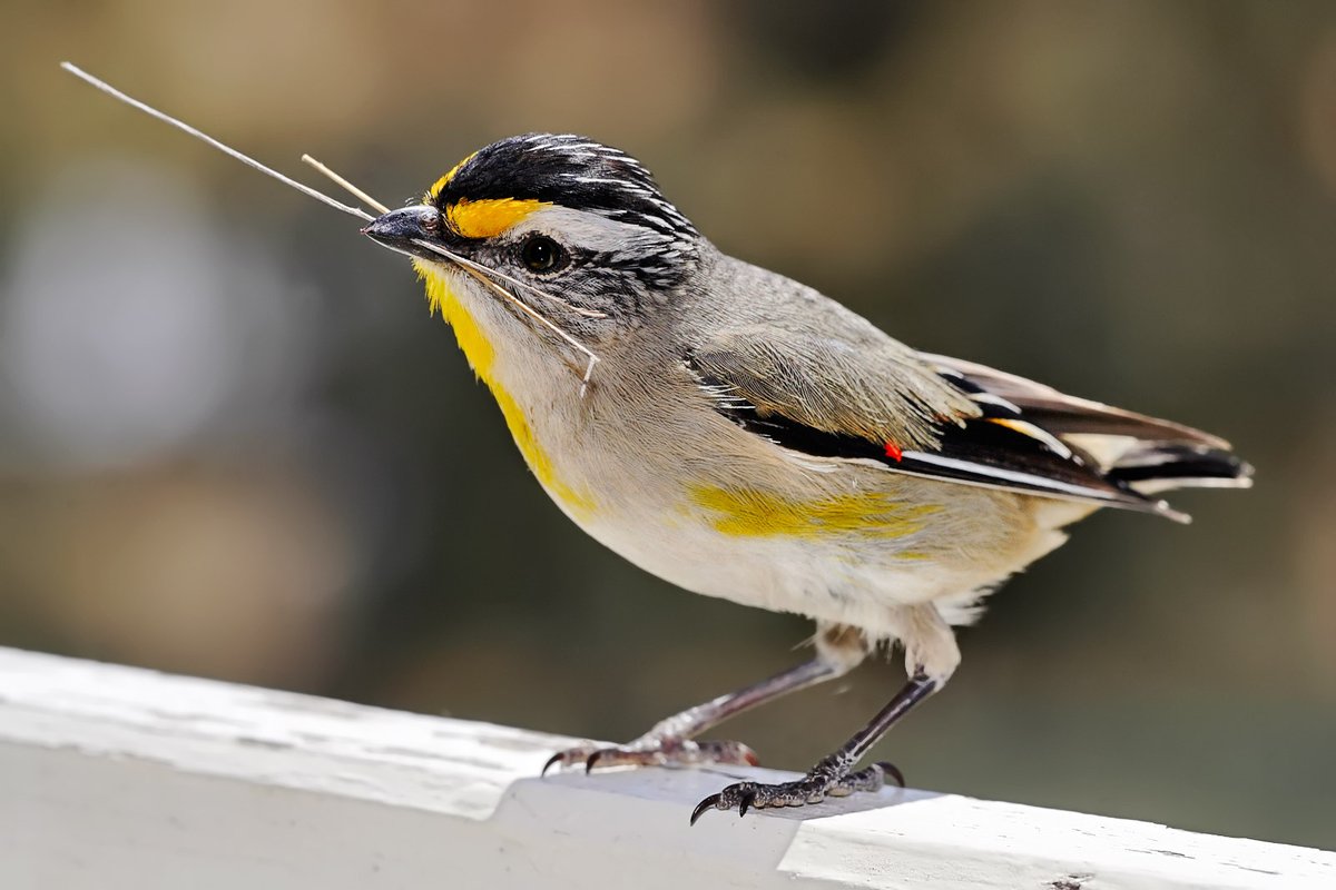 science_charles's tweet photo. #Syntopy vs. #sympatry
In this new study, data collected in Australia and Tasmania were analyzed and tell us a lot about syntopy in a continental radiation of #Meliphagoidea #songbirds.
More in @EcographyJourna!
🔗 https://t.co/gEqYKkyC3o
(TŽ) https://t.co/nKCU39BXG6