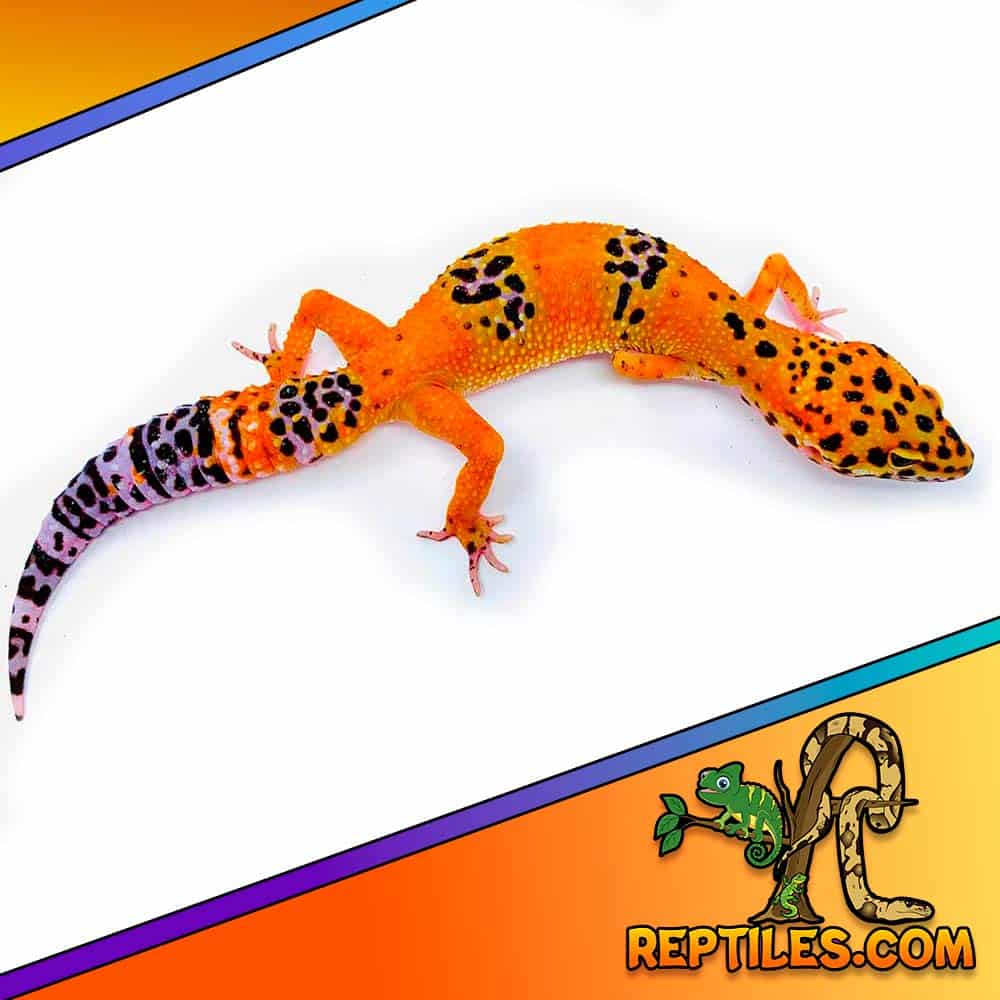Reptilescom's tweet photo. Check out this amazing #infernoleopardgecko we've got here at https://t.co/3pVCOaZ9js! https://t.co/5mzgrPlg15