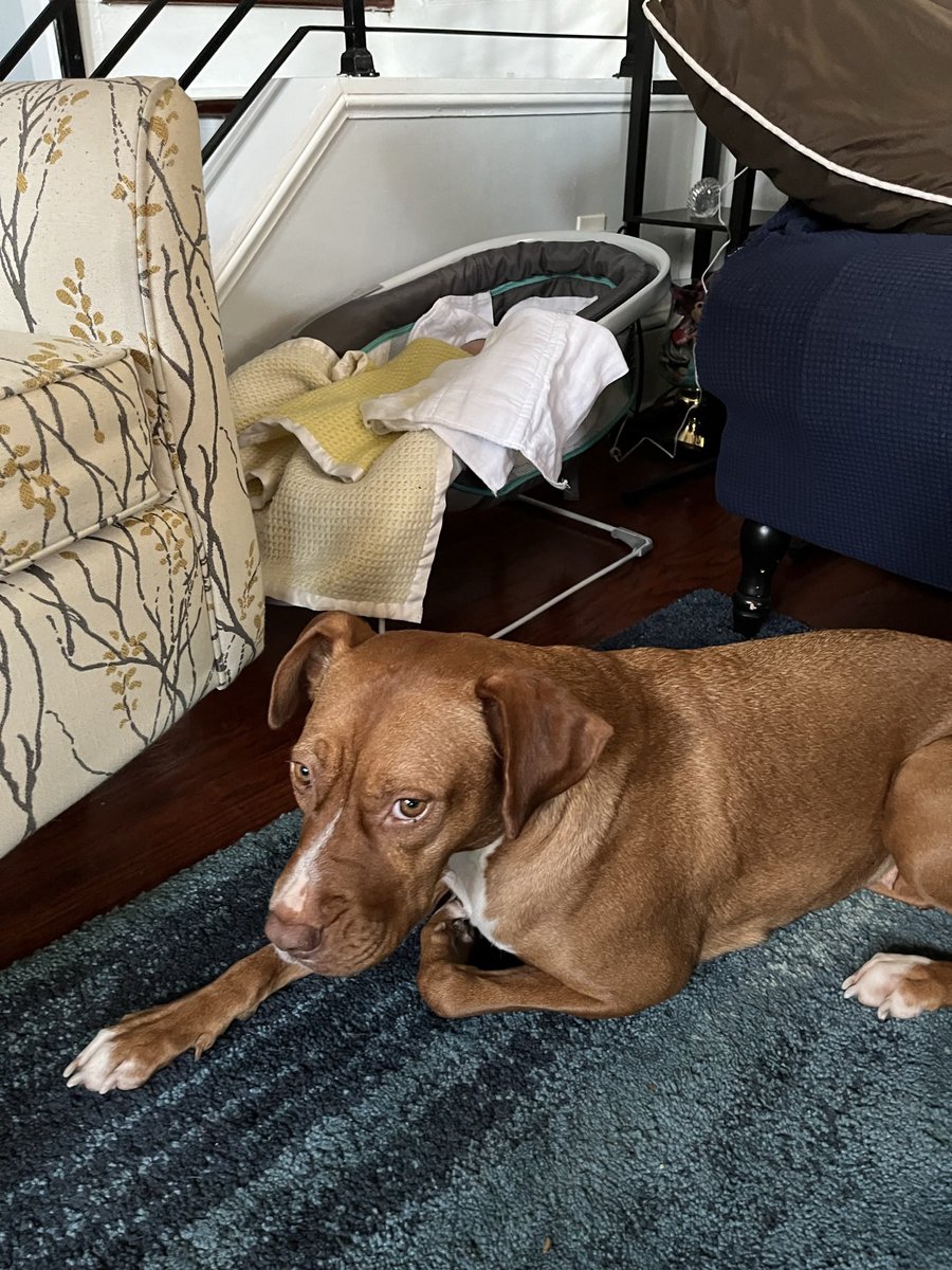 gstud04's tweet photo. Scout has taken to the baby well. She’s interested in being around him, but not too interested to do anything. She’s a good girl ❤️ https://t.co/8VWcHm73BL