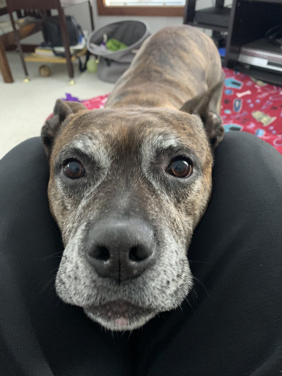 3pittiepups's tweet image. 🥰🥰🥰🥰 melts my heart ❤️ #mykid