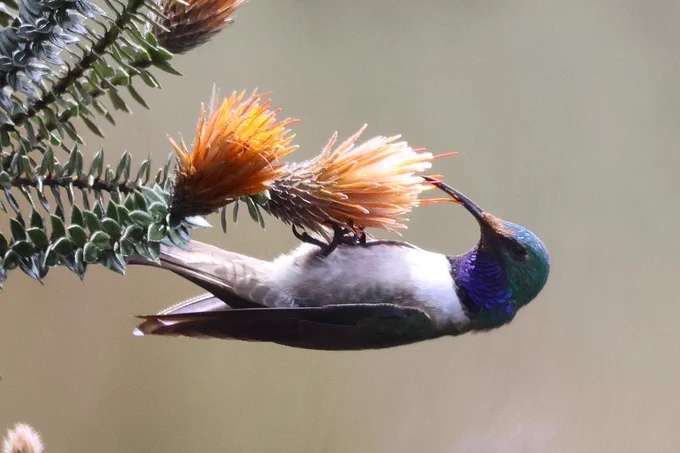 a hummingbird with a white belly and abnormally large black feet hangs back-down from an orange thistle-shaped flower, it has a purplish-blue throat and green head with a long, curved black beak. it’s head is dusted with pollen. the background is a blurry brown-gray 