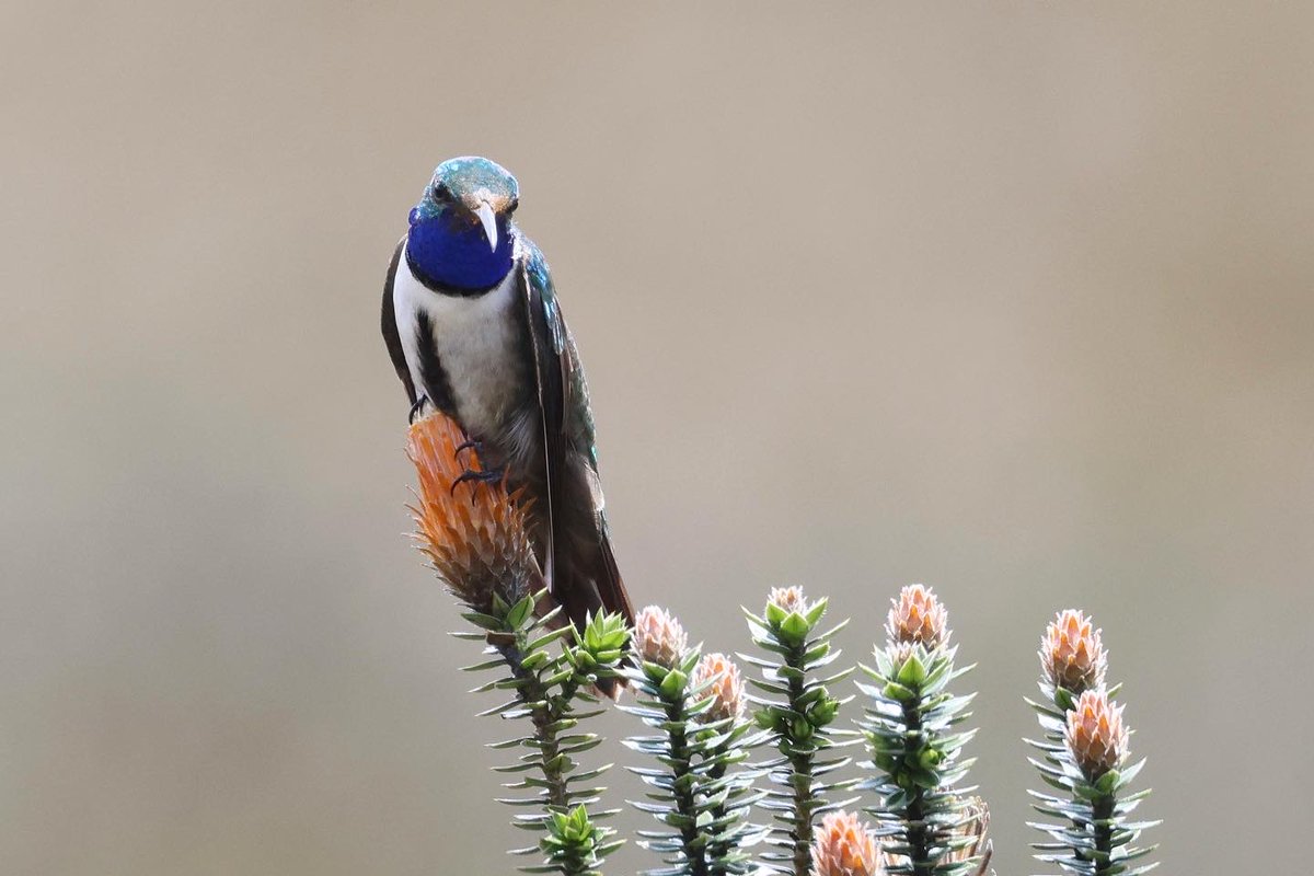 RyanFMandelbaum's tweet image. hi, reporting in from southern ecuador, i have a terrible sunburn but it was worth it to get a glimpse at the rarest bird i’ve ever seen: the blue-throated hillstar, which was discovered in 2017 and has only been found on a single mountain