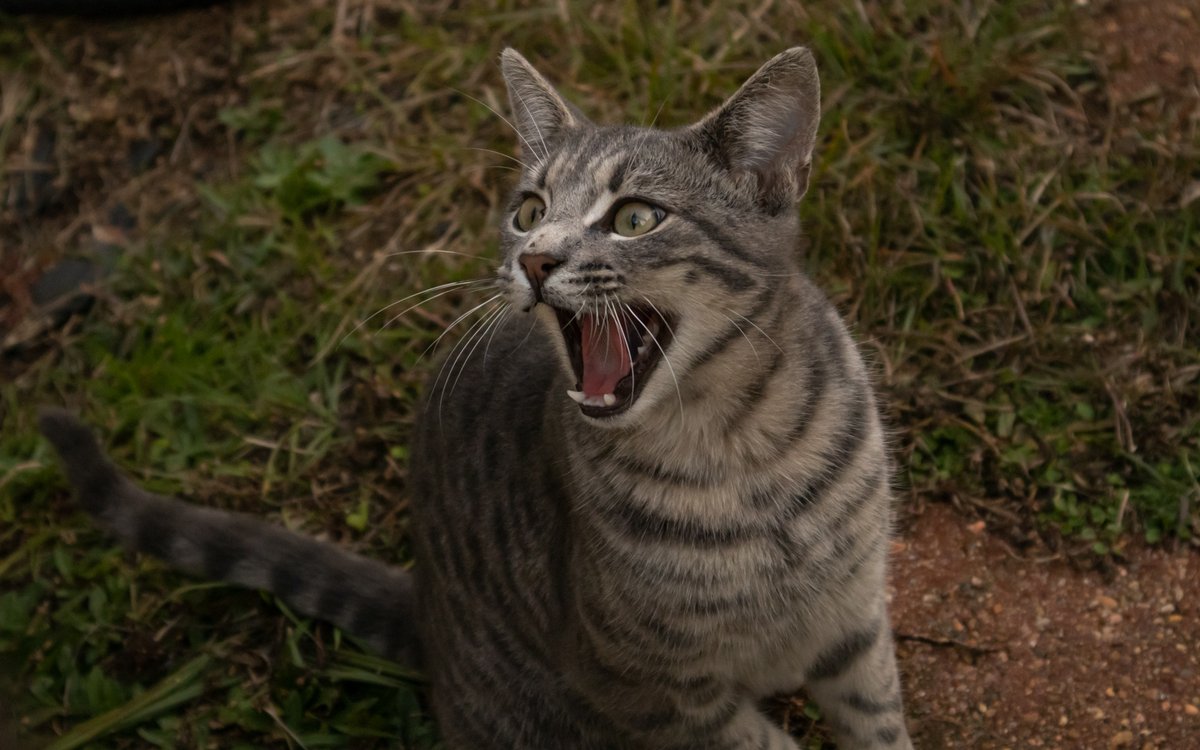 iamAmandaMyrick's tweet photo. This is neighborhood stray, Graycen. He's a little skittish but luckily, quite food motivated. I'm told a few of his pics are meme material, so if you can make one, I'd love to see it!
#cats #straycat #communitycats #hattiesburg #memechallenge #makeameme #catmemes #memematerial https://t.co/egzgUOM0yh