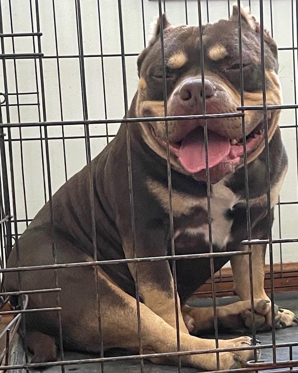 HunchoPge's tweet photo. Grandson❌BabyGirl #WeUp #PocketBullies #doglovers https://t.co/yDQjxsMYuI