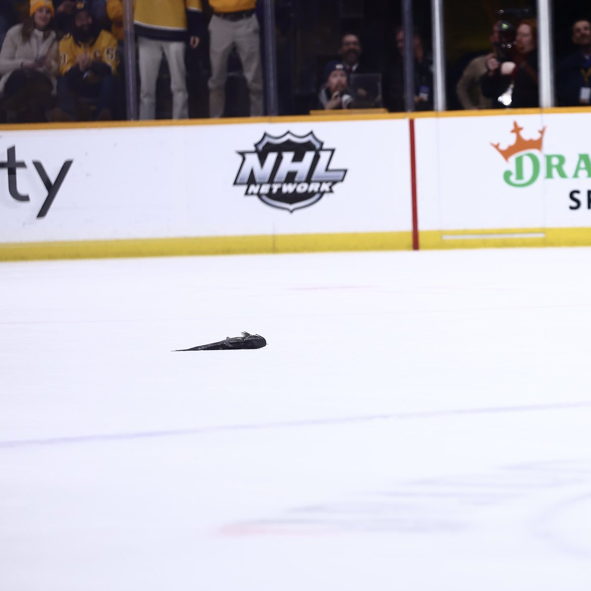 PredsNHL's tweet photo. ‼️ CATFISH ALERT ‼️ https://t.co/Zudh3tZGlQ