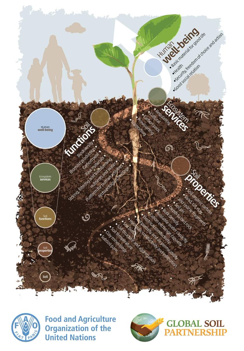 FAOLandWater's tweet photo. #DYK that the health of our #soil directly impacts the ecosystem services we rely on❓
#SoilHealth

Check out how soil properties, functions &amp; ecosystem services relate to eachother to achieve human well-being ⬇️ 🌱 https://t.co/VZIF5101uO