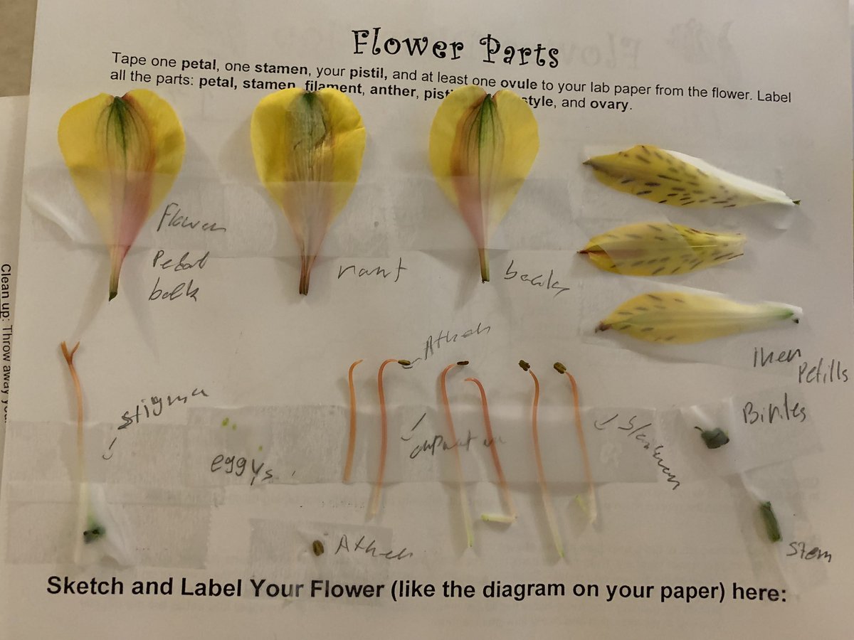 KatieTheWXLady's tweet photo. Our 6th grade scientists had a blast dissecting flowers today! 🙌✂️🌸🔬 #sciencerules #flowerdissection #wpsproud @WichitaUSD259 @MarshallUsd259 https://t.co/A7FYeFwbiZ