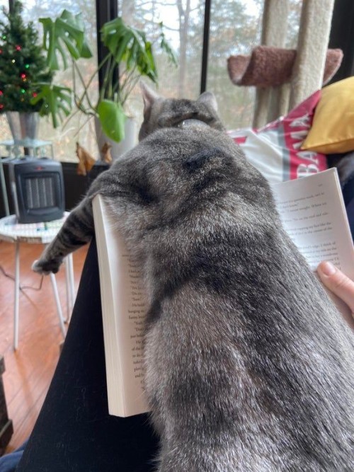 weirdlilguys's tweet photo. no book only cat https://t.co/giVuphSaEh