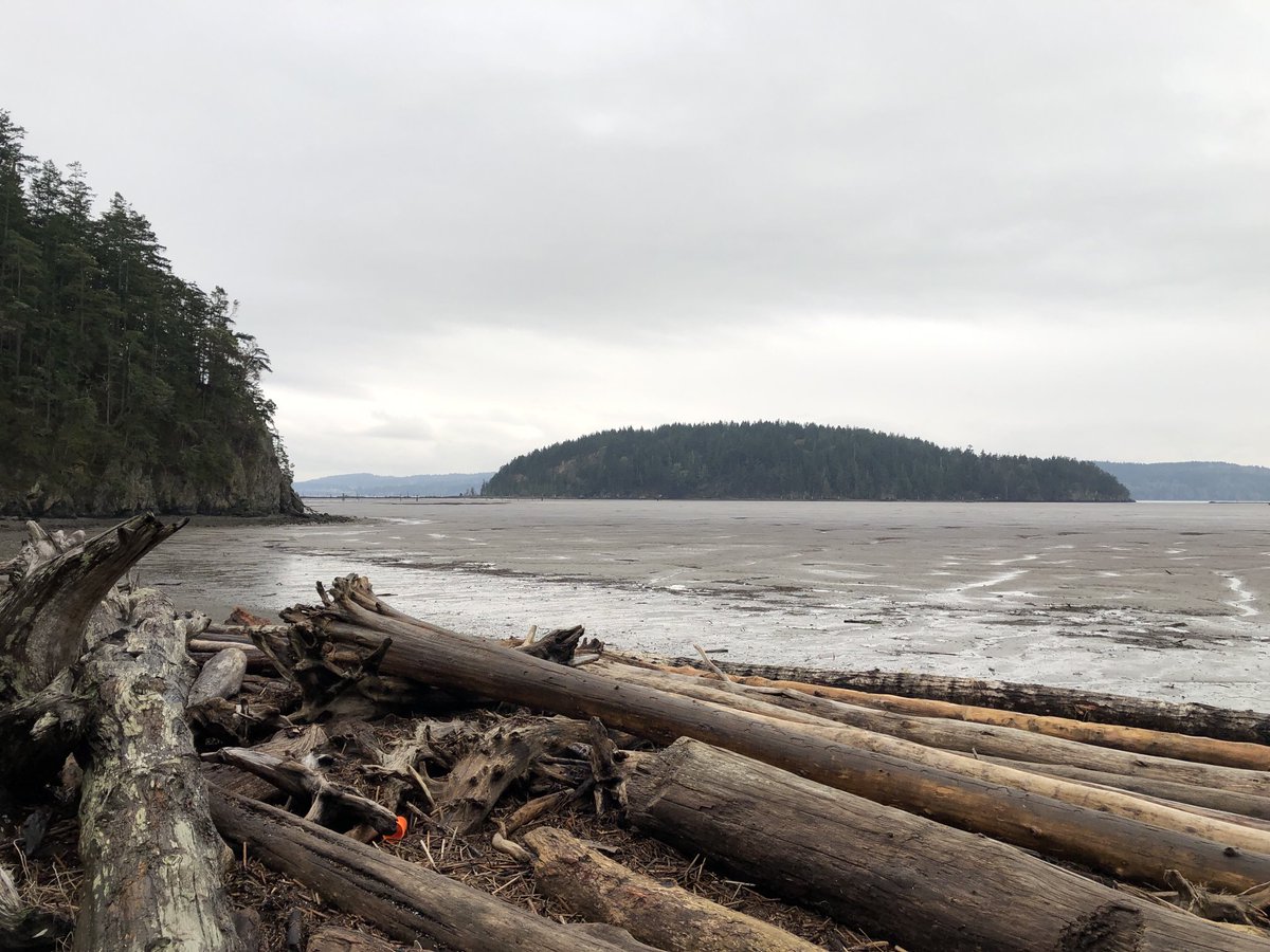 ChrisKMays1's tweet photo. Low tide at the beach and lots of logs brought in during winter storms. On this cloudy day I won’t be a beachcomber. #beHappyAnyway #PacificNW winter 😊 https://t.co/nvzcnJQjTH