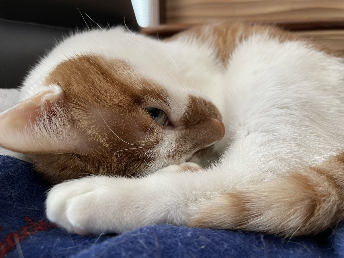 Hello!meow!ฅ^•ﻌ•^ฅ♡ 
#cat #tsukushi #japan #meow