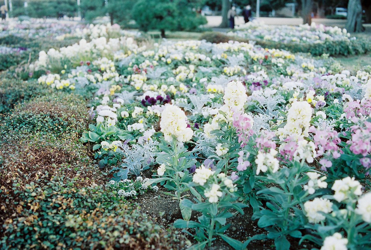 champcamera's tweet image. Summer 400 by #青葉台 店

シンガポールの現像所・Hands on Filmが独自開発した汎用現行 #カラーネガ。発色自体はニュートラル寄り。大きめの粒状感と褐色に滲むハイライトがレトロムービーのようです。（作例ご提供：SHIO様）

#Summer400 #HandsonFilm #ISO400 #田園都市線
champcamera.co.jp/topics/?id=ao_…