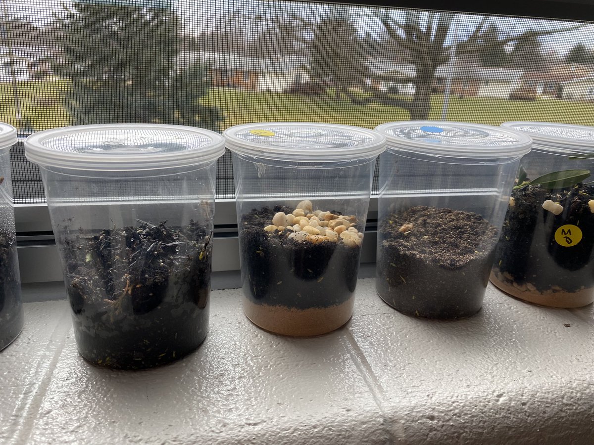 MrsGrenter's tweet photo. Today #7Thunder scientists created their own ecosystems for our Ecology Unit. Students will recording observations for about two weeks and then will carry out a human impact on the ecosystem to see how the biotic and abiotic factors inside respond.  #InquiryBasedLearning https://t.co/GZG7Tmyrl9