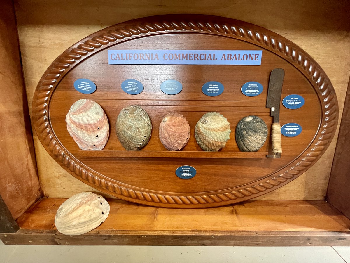 We are open all weekend long from 10 - 3 PM. Stop by to enjoy Morro Bay's rich maritime history. ⚓️

#morrobayca #mbmaritimemuseum #maritimemuseum #morrobayharbor #morrobay