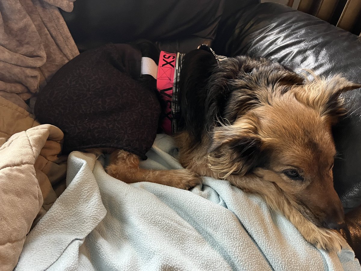 transformationa's tweet photo. @VictoriasSecret thanks for a great design! My dog needs diapers and they keep slipping off… Fastening to your sports bra with Velcro is working like a charm:-) She is happy and comfortable! Yay!! #caninecouture #victoriasecret #lovelylunaYVR #DogsofTwittter #dogdiapers https://t.co/HWHTKPn8as