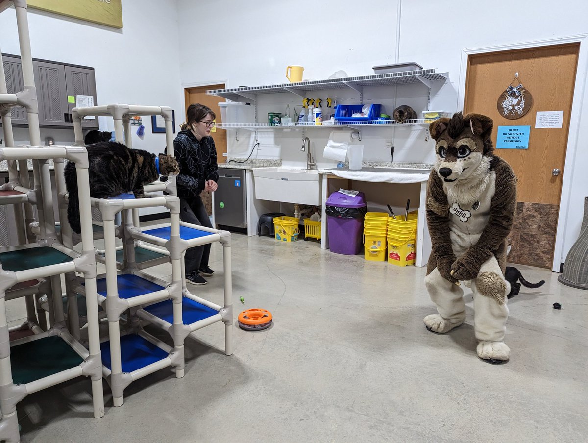 BearDogShutter's tweet photo. @JaruCJ went with me this evening to @CozyCatCottage to drop off the donations from #BarkAid. He had fun playing with all the kitties. https://t.co/yqhBrqVtg1