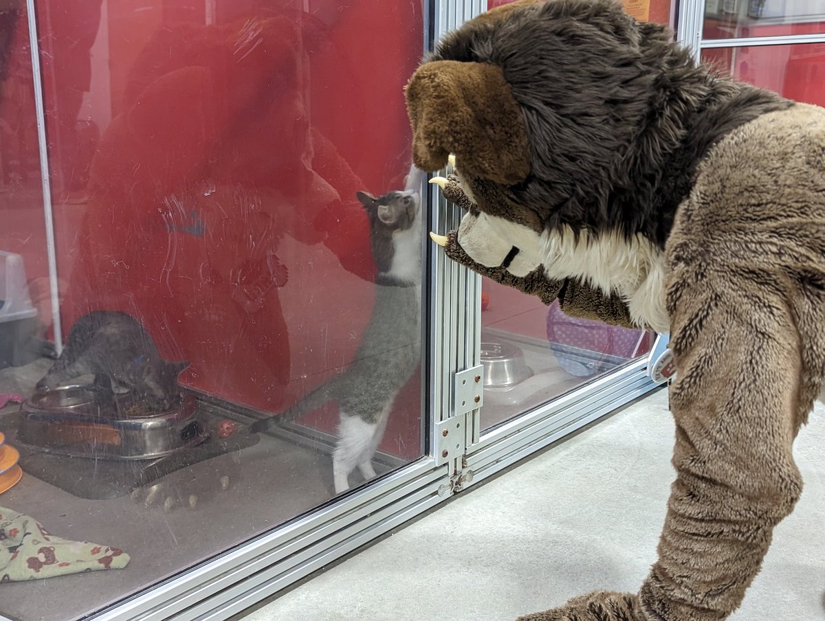BearDogShutter's tweet photo. @JaruCJ went with me this evening to @CozyCatCottage to drop off the donations from #BarkAid. He had fun playing with all the kitties. https://t.co/yqhBrqVtg1