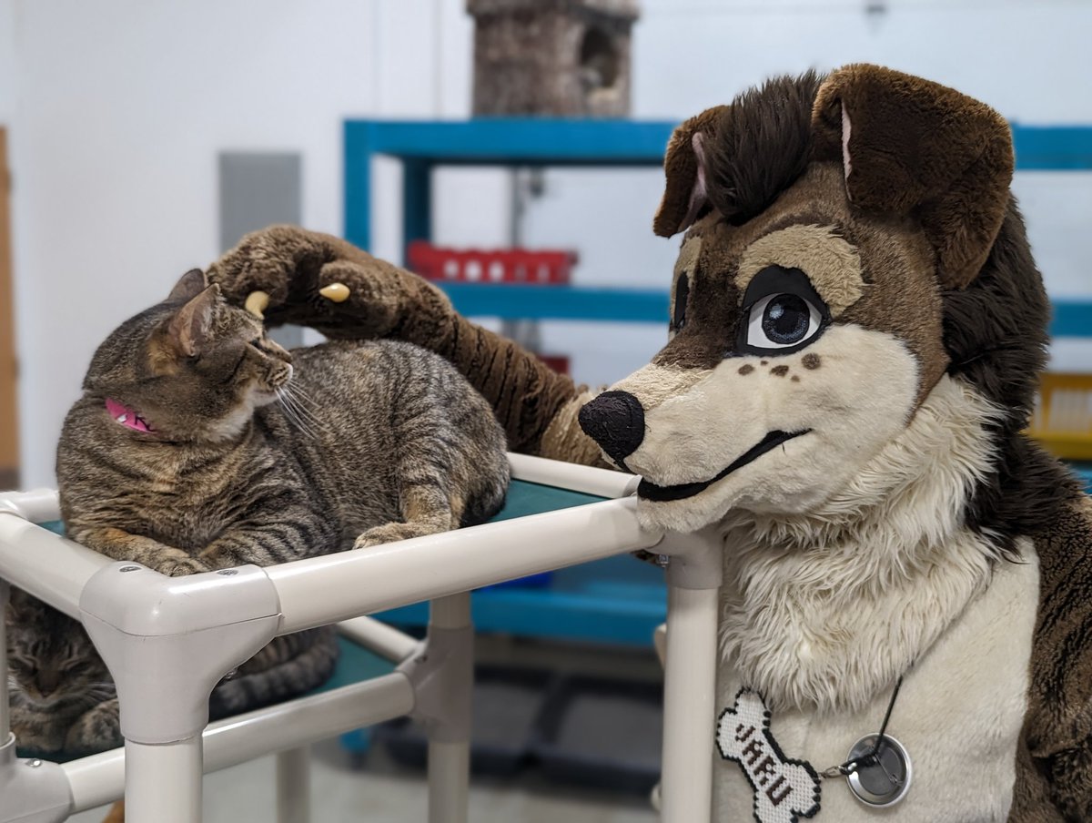 BearDogShutter's tweet photo. @JaruCJ went with me this evening to @CozyCatCottage to drop off the donations from #BarkAid. He had fun playing with all the kitties. https://t.co/yqhBrqVtg1