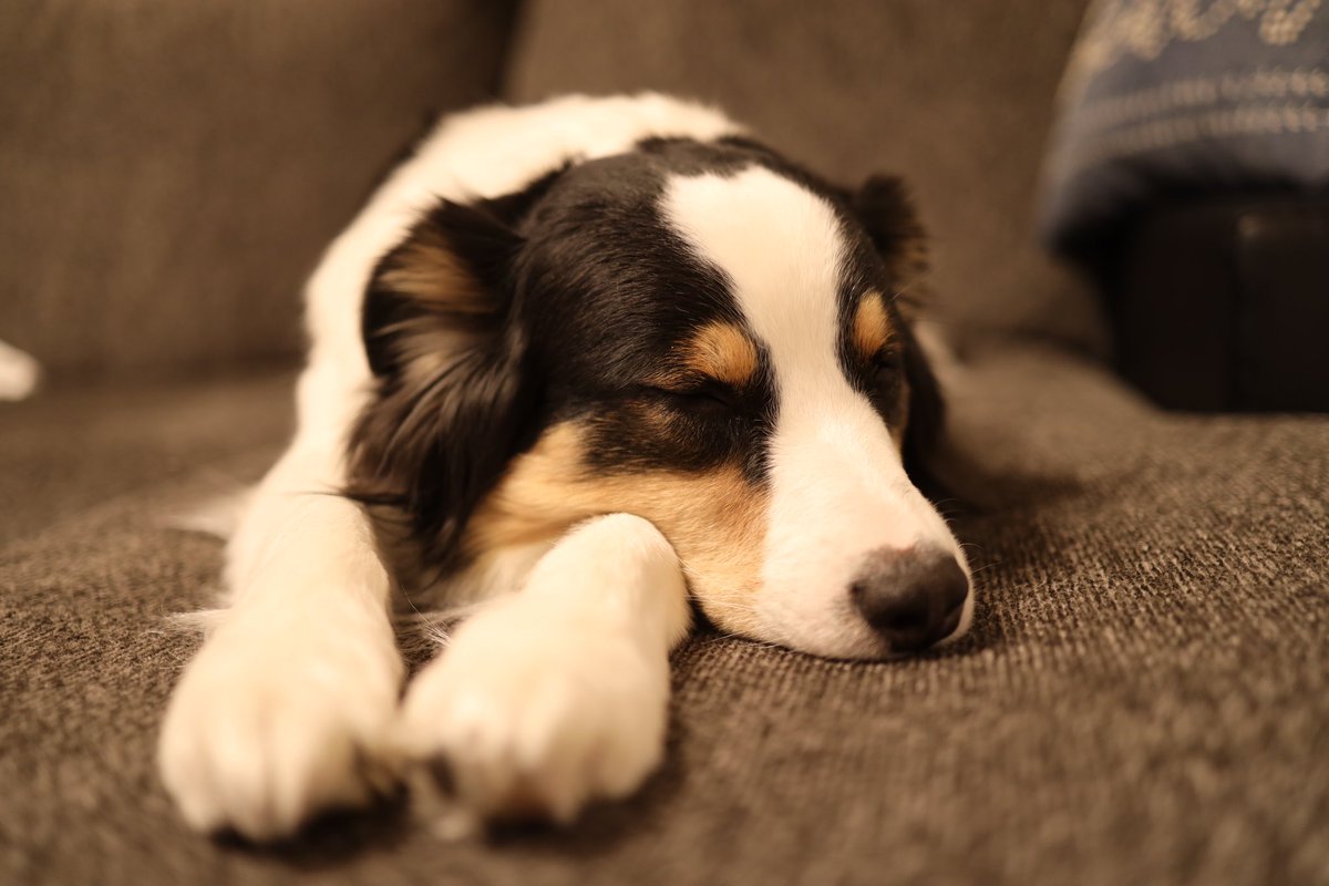 MarblesTYO's tweet photo. ADELE 
#aussie
#australianshepherd #australianshepherdsofinstagram #australianshepherdworld #redmerle #redmerleaussie #オーストラリアンシェパード
#blacktri https://t.co/Old9Kpz5R6