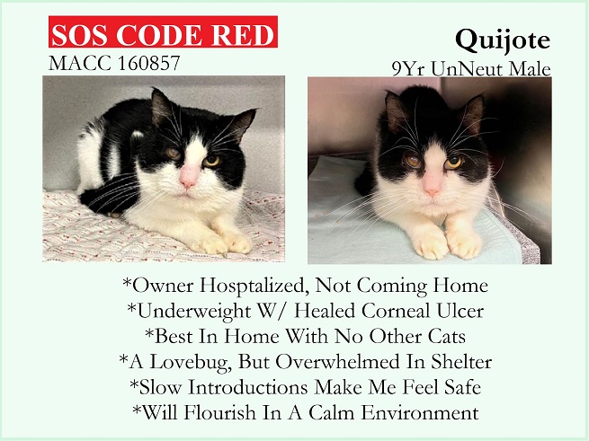 🆘URGENT🆘TBD SAT 1/28/23🆘
💓STRESSED 9YO #SENIOR BLACK &amp; WHITE KITTY "QUIJOTE"💓
😿💔OWNER HOSPITALIZED, NOT ADJUSTING, OVERWHELMED IN SHELTER
🚨NEEDS #ADOPTION #RESCUE #FOSTER ASAP🚨
⏩160857 facebook.com/NYCDEATHROWCAT…
🙏🏽#ADOPT #PLEDGE #AdoptDontShop
#MANHATTAN #NYCACC #CAT