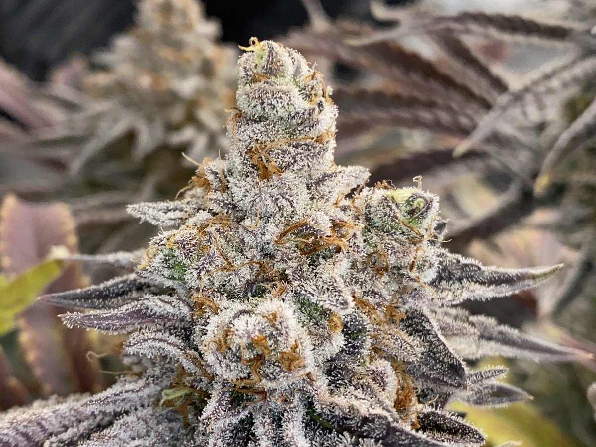 GuyChupo's tweet photo. #MAC33 Pheno 4, day 55 of flower. These gals are definitely getting close. The #trichomes are almost where I want ‘em. 🪴💨🤘🏼 https://t.co/TWA63Yp6Kf