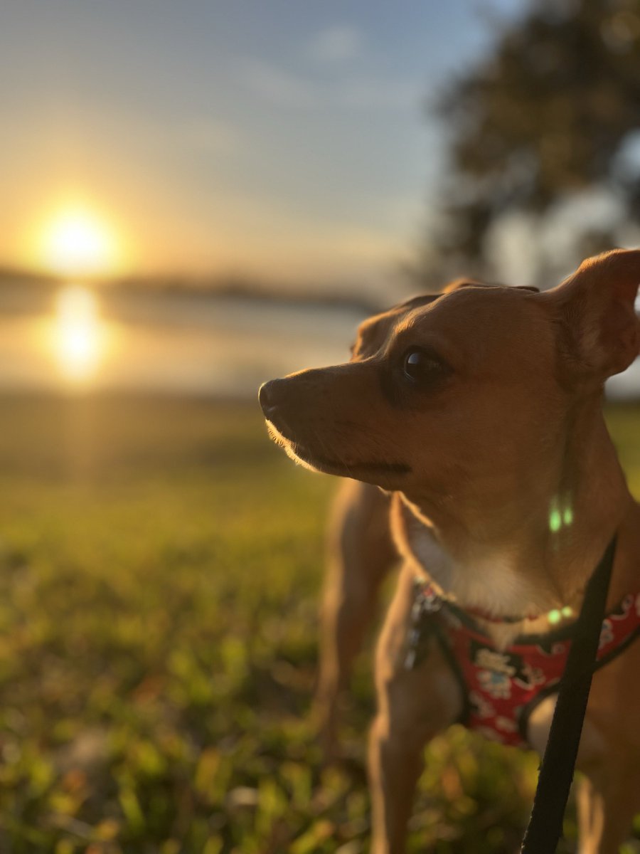 Zachary_Sims's tweet photo. 🐕 a cute pic of my dog

🔗 a link to donate to my Polar Plunge page benefiting Florida Special Olympics: https://t.co/qhxblSbvSr

Every dollar helps make a difference!
#Fundraising #SpecialOlympics #giveback #PolarPlunge #Orlando https://t.co/wjPpygaCro