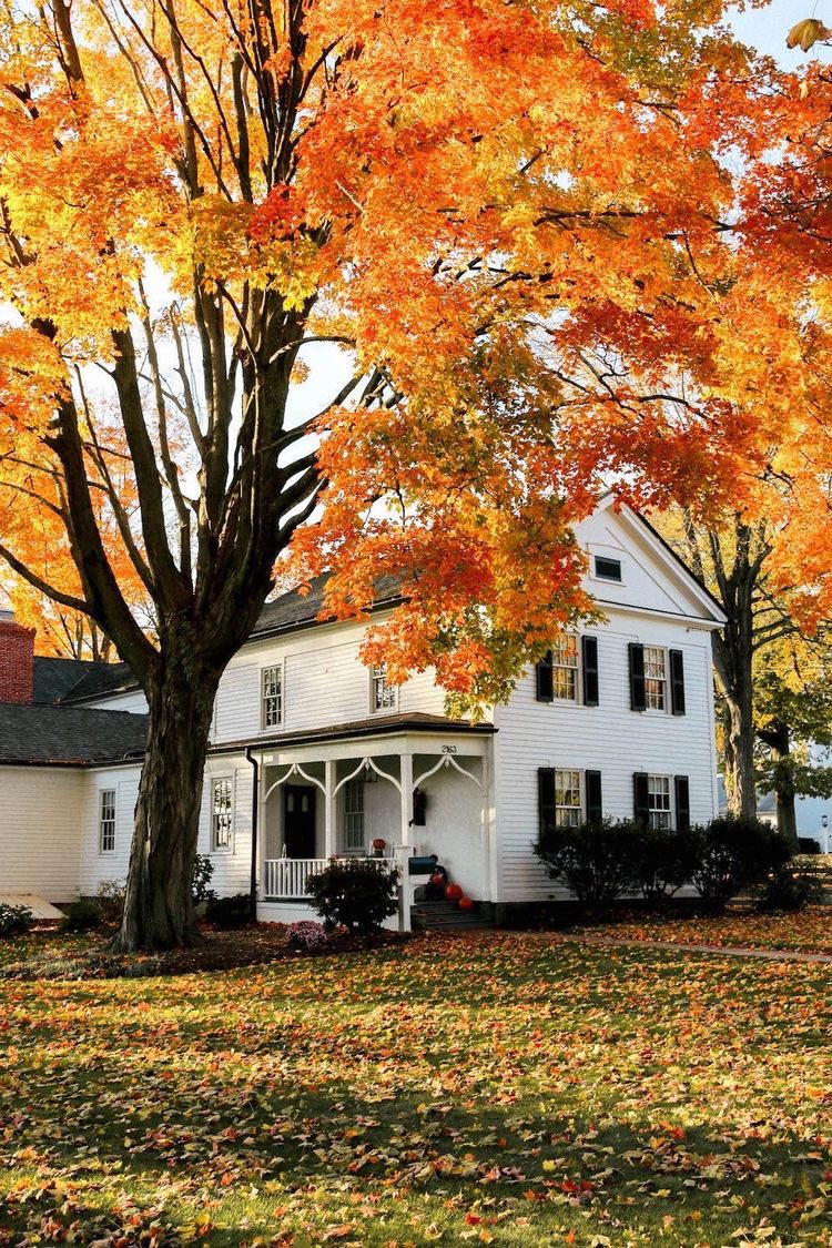 helena_mar19's tweet image. Good morning ,have a nice day 

(New England,📷Pinterest)