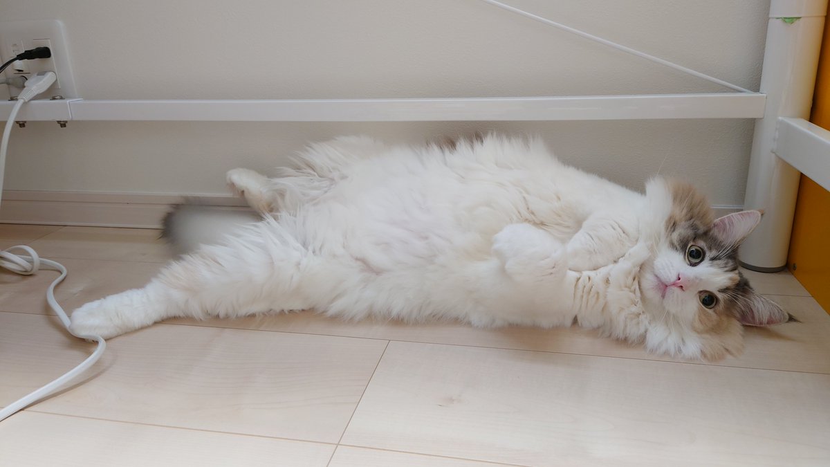emma22nor's tweet photo. 屋内工事が終わったとわかって安堵する猫様 https://t.co/OoLOp7FOuy